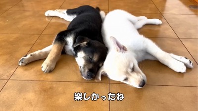 寄り添い眠る2匹の子犬
