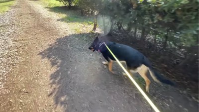 公園を探索する犬