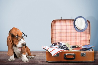旅用スーツケースを横目に見る犬