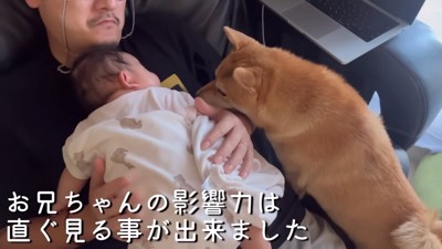 わらびちゃんに伝授された柴流育児