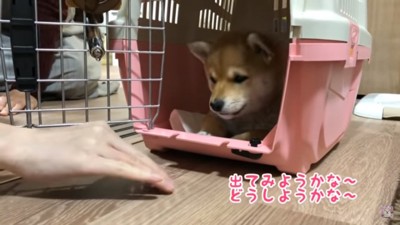 飼い主さんの手を見るすずちゃん