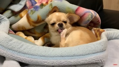 みるくちゃんと飼い主さんの再会