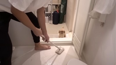 掃除を見る犬