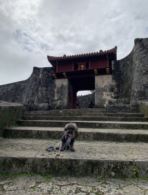 わんちゃんと首里城の階段