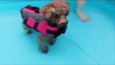 プールの中で立ち上がる犬