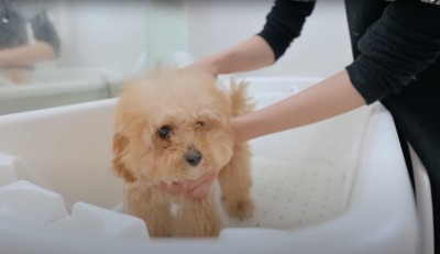 シャワーをかけられている子犬
