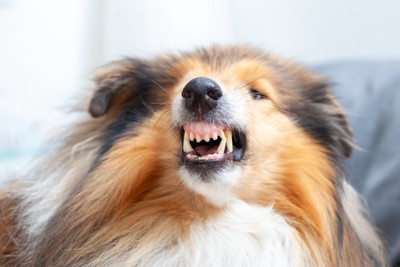 歯を向けて唸る犬の顔のアップ