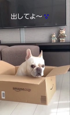 箱に入る犬2