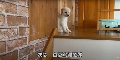 階段の上で困り顔の白い子犬