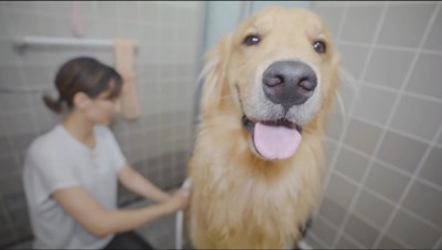 シャワーをかけられる犬