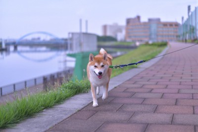 川沿いを快適そうに散歩する柴犬