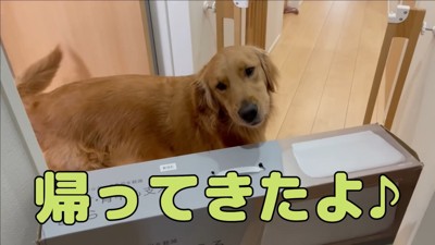 よもぎちゃんのお留守番9