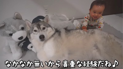 横になった犬をタッチする赤ちゃん