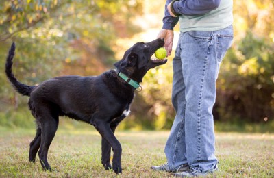 ボール遊び、黒い犬