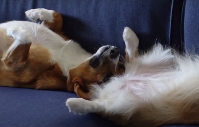 眠る犬と犬の下半身