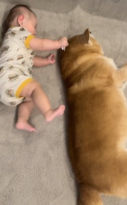 寝転がる赤ちゃんと柴犬1