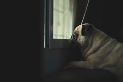 薄暗い中で留守番する窓際の犬