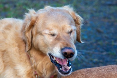 くしゃみをする垂れ耳の犬の顔のアップ