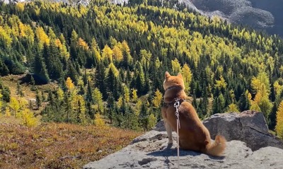 岩の上に座る犬