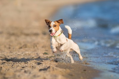 ビーチでひとりでリード無しで駆け回る犬