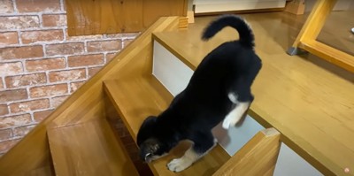 階段を一段下りる黒い子犬