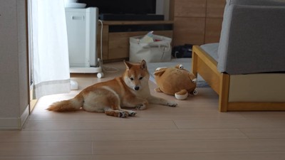 伏せる犬