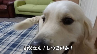 ボール遊びに乗り気じゃないギンちゃん9