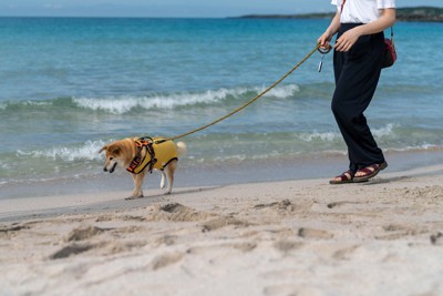砂浜を散歩する犬