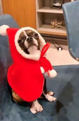 サンタの衣装を着ている犬