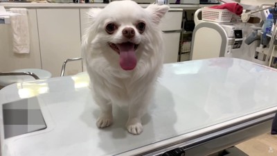 診察台の上で舌を出す犬