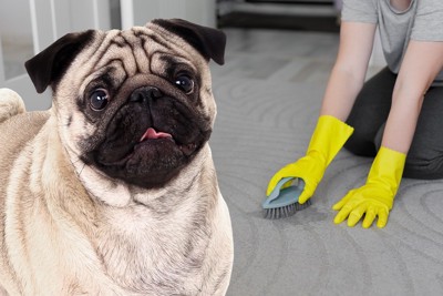 犬と床を掃除する女性