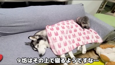 毛布を掛けられて眠るハスキー犬