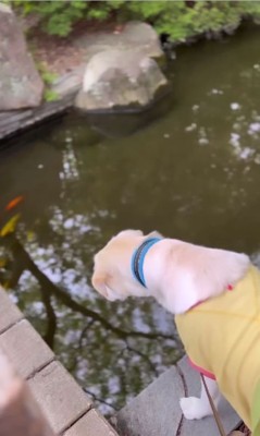 魚を見つめる犬4