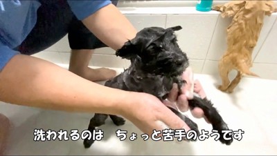 シャンプーされる黒い子犬