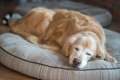 犬用ベッドで気持ちよさそうに眠る老犬のゴールデンレトリーバー