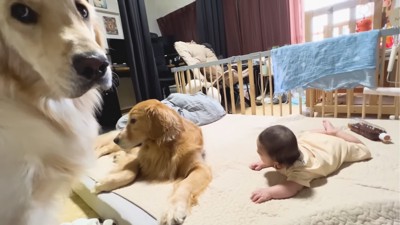 犬を見つめる赤ちゃん