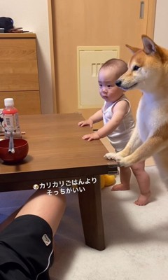 パパさんのごはんを見つめる赤ちゃんと豆柴