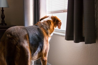 窓の外を確認する犬の後ろ姿