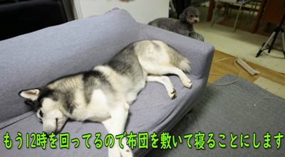 ソファに座るハスキー犬とトイプードル