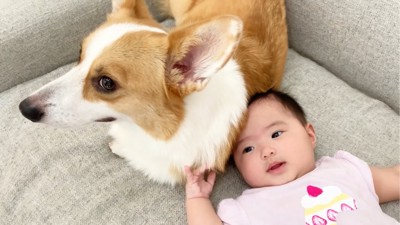 赤ちゃんに触れられる犬
