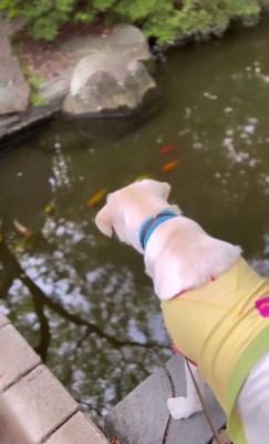 魚を見つめる犬3