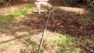 竹をくわえる犬