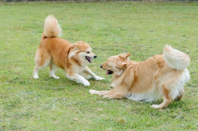 お互いにプレイバウする犬2匹