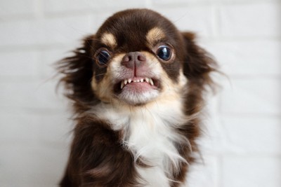 怒りの表情を見せる犬