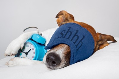 時計を抱えながら眠る犬