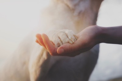 重なる犬と人の手