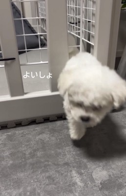 隙間から抜け出す犬