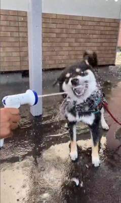 水を食べて遊ぶつくも君8