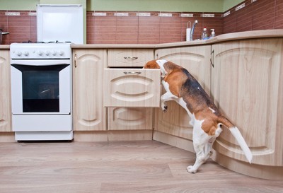 キッチンの引き出しに顔を入れている犬