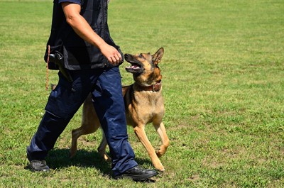 警察犬と訓練士